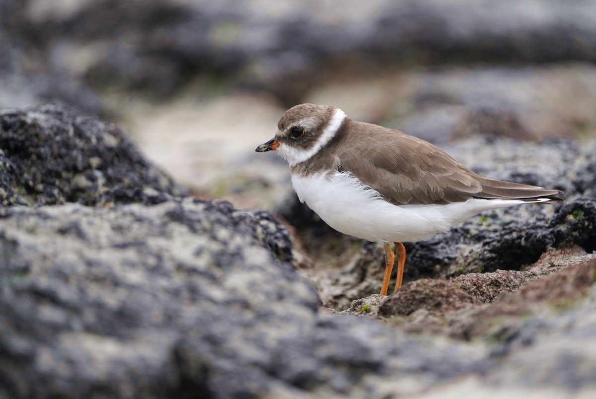 Semipalmated Plover - ML612934519
