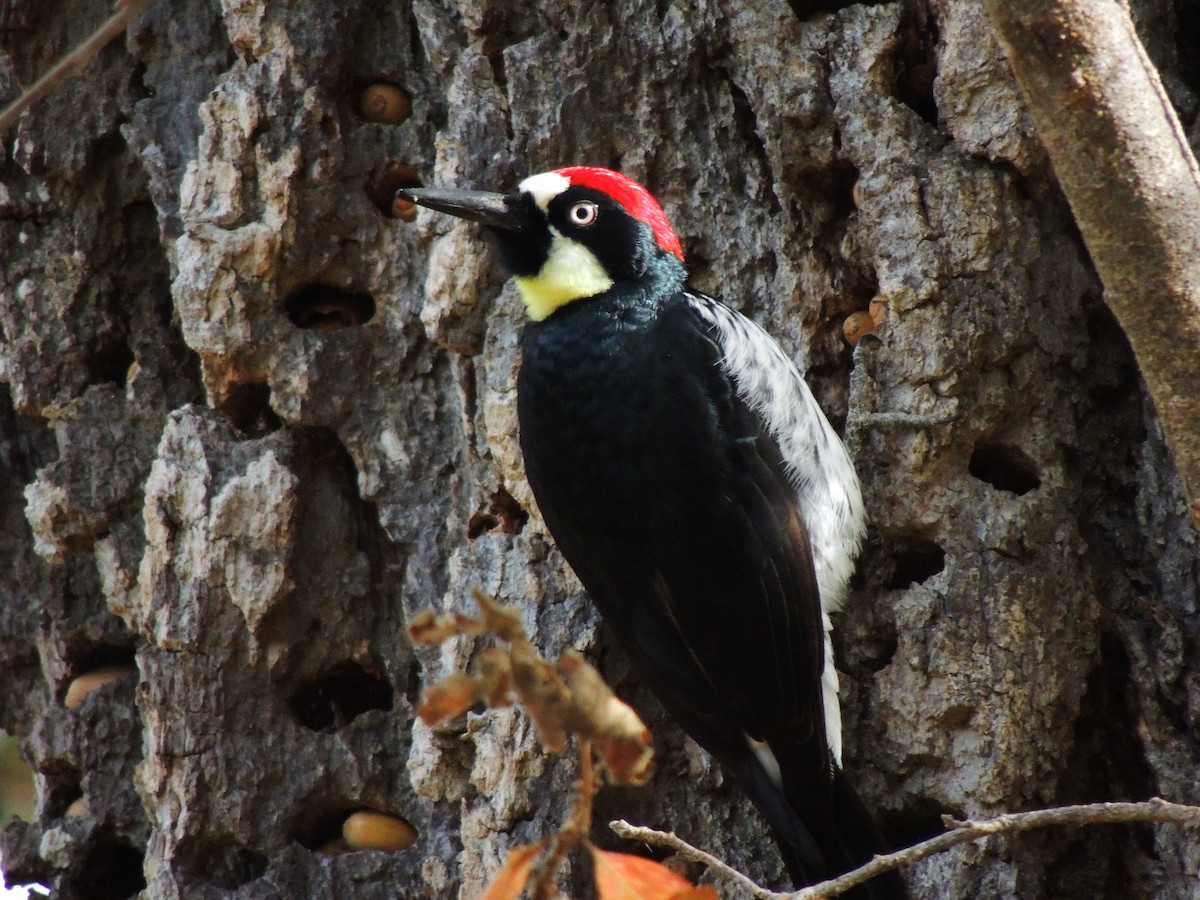 Acorn Woodpecker - Roger Lambert