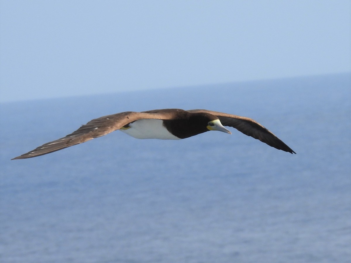 Brown Booby - ML612935493