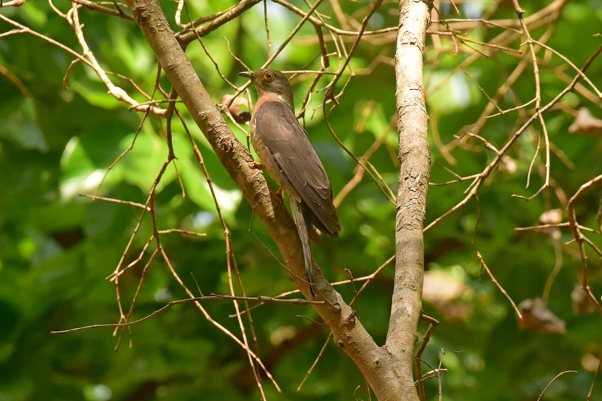 Indian Cuckoo - ML612935565