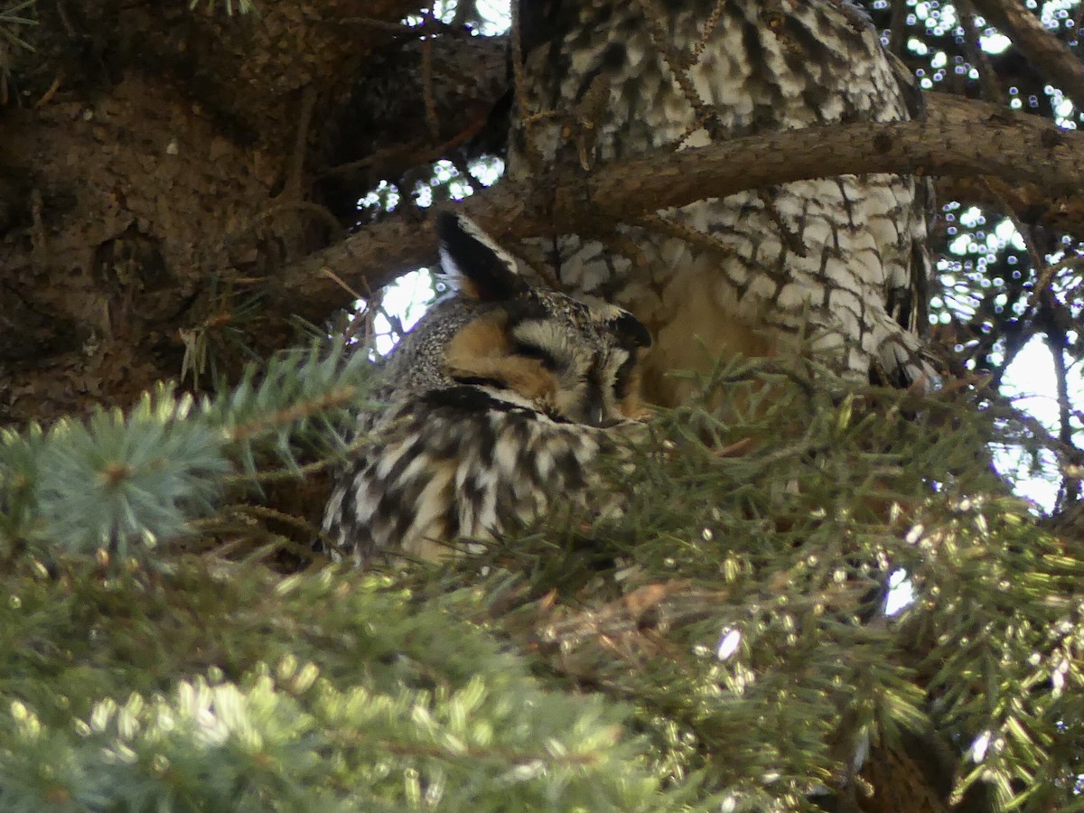 Long-eared Owl - ML612935680