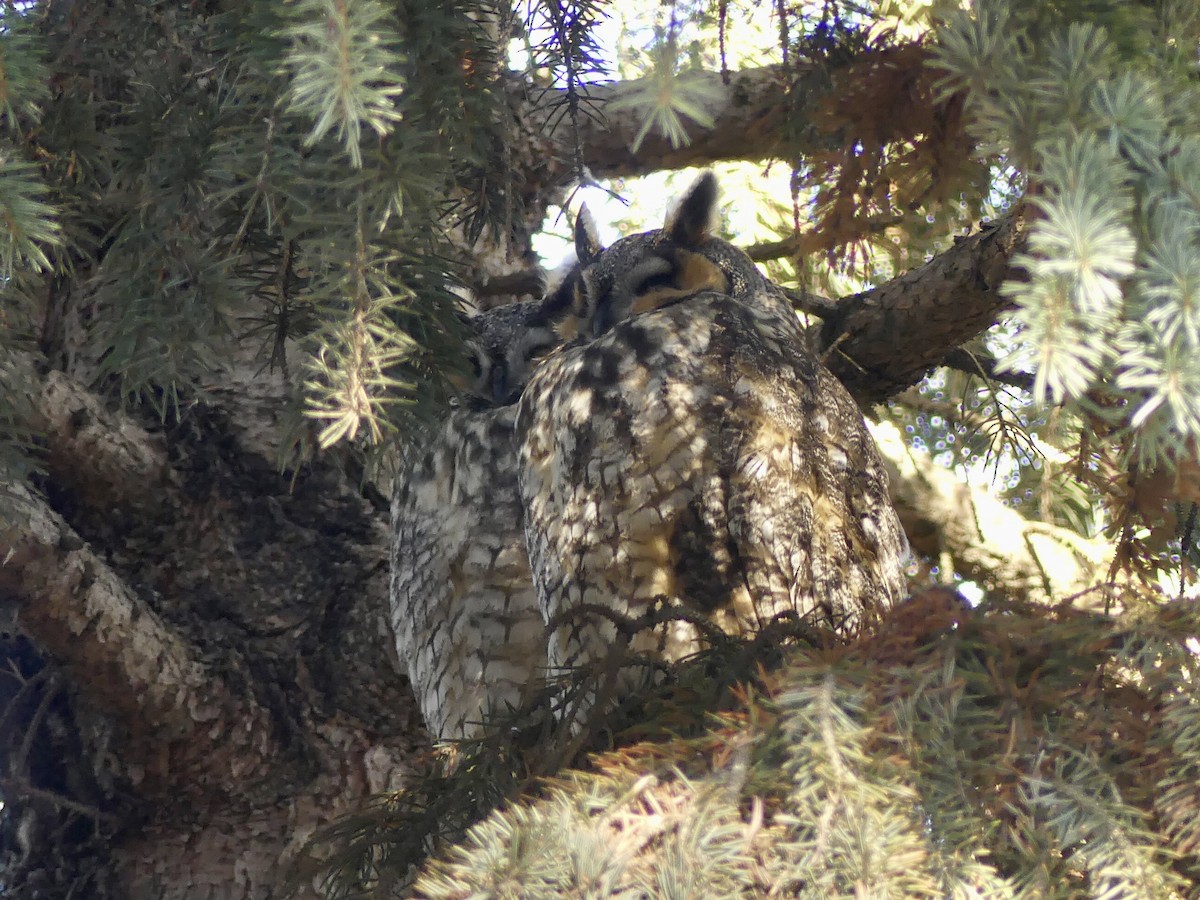 Long-eared Owl - ML612935681