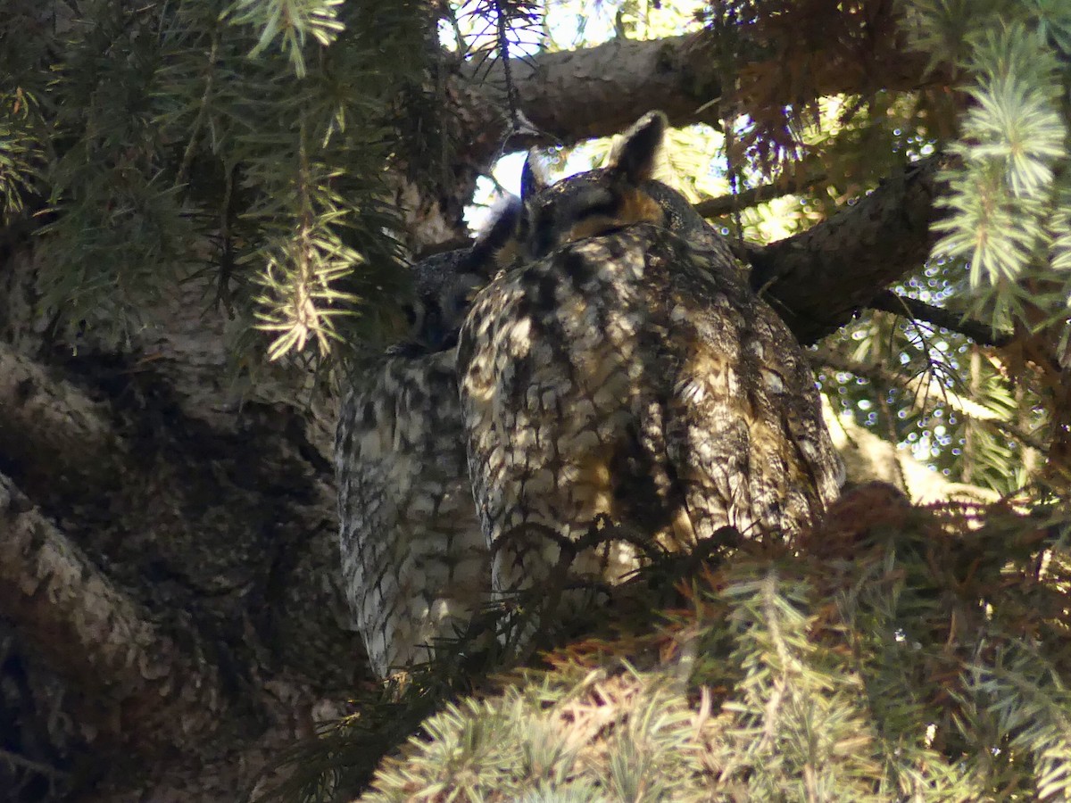 Long-eared Owl - ML612935684