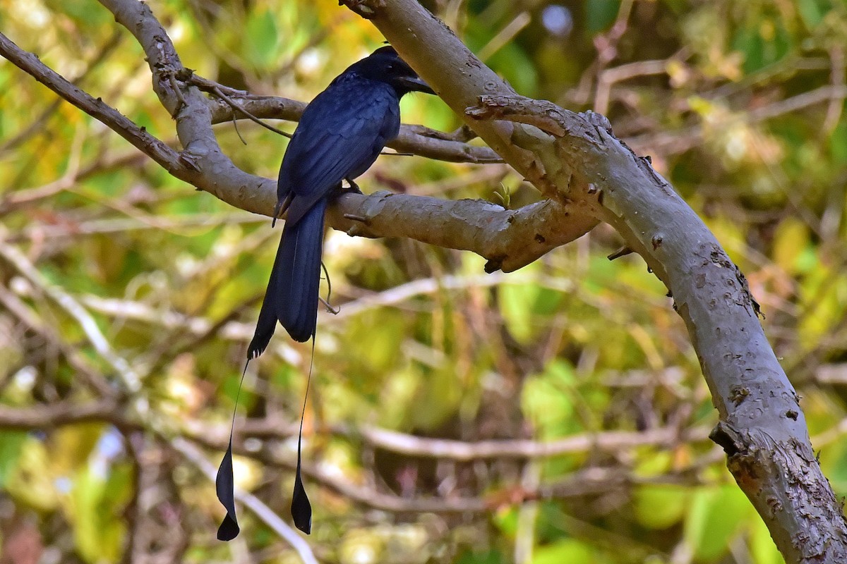 Greater Racket-tailed Drongo - ML612935710