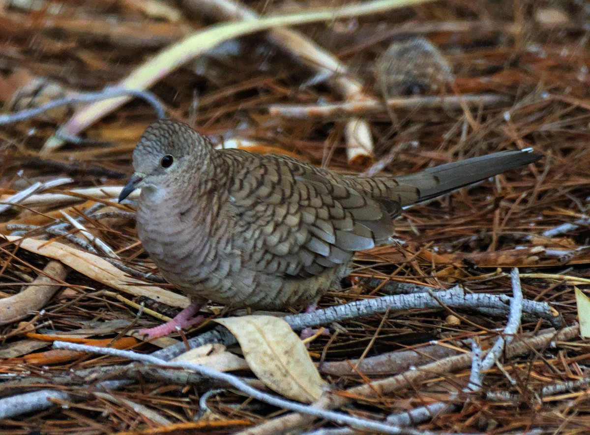 eBird Checklist 1 Jan 2024 Lake Havasu CityRotary Park 17 species