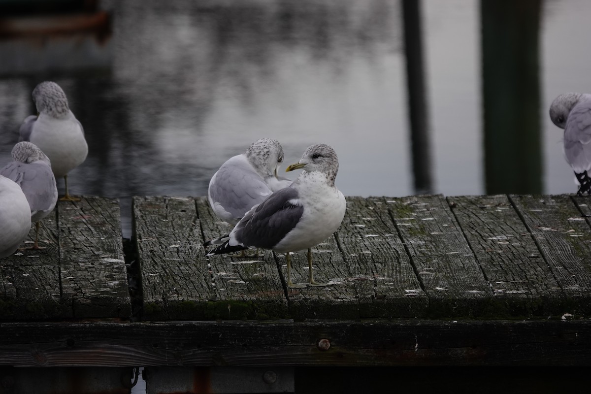 EBird Checklist 1 Jan 2024 Cove Island Park 3 Species 1 Other Taxa   1200