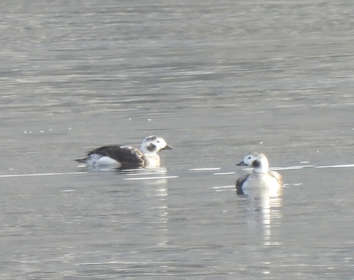 Long-tailed Duck - ML612935922