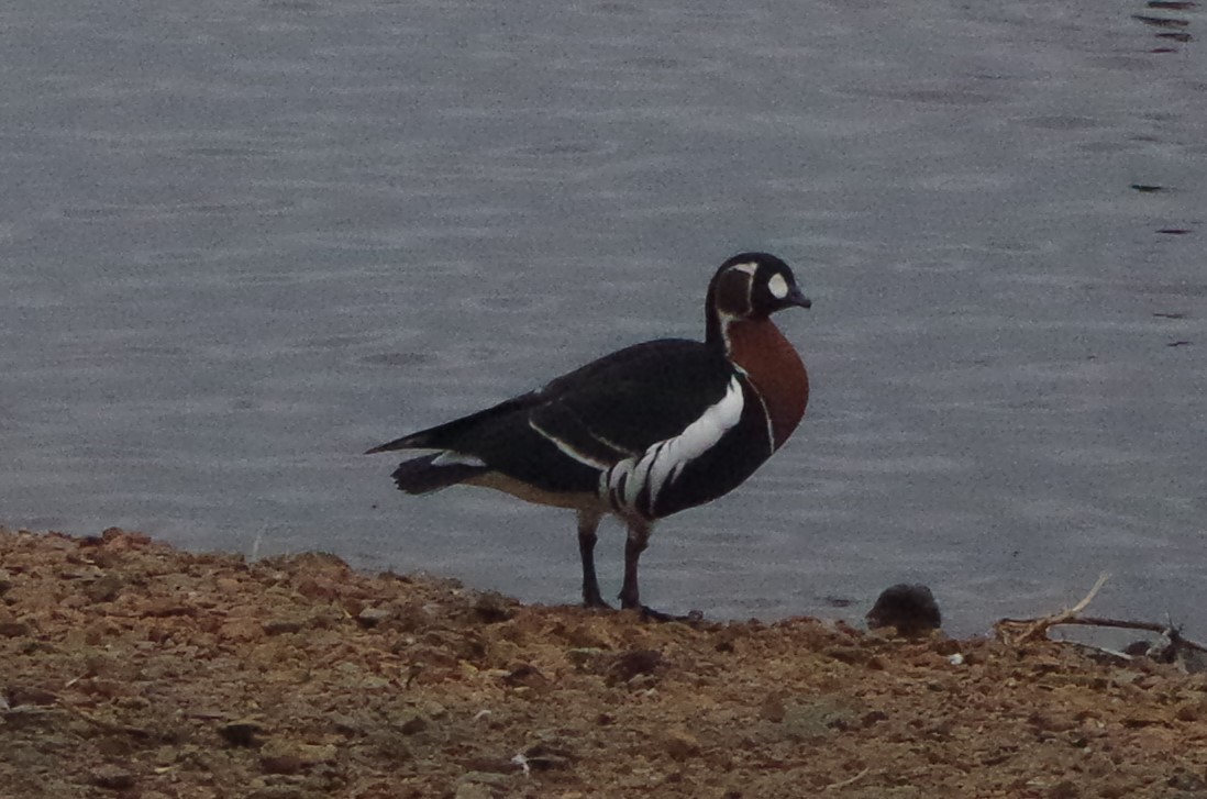 Red-breasted Goose - ML612936080