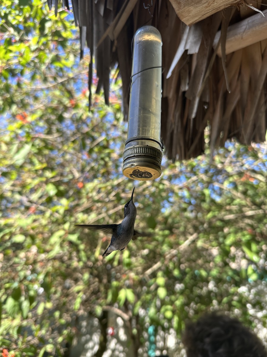 Bee Hummingbird - ML612936093