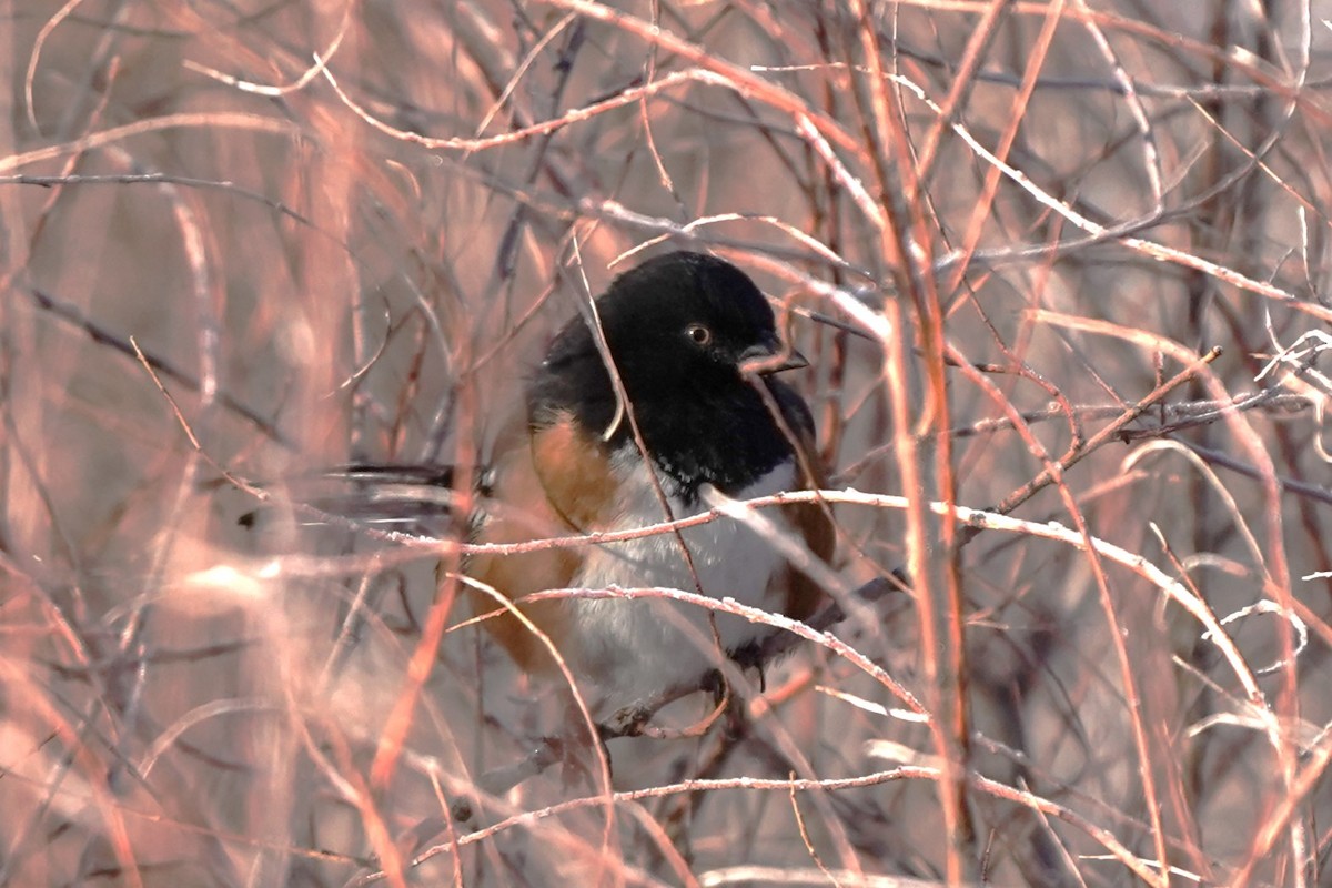 Spotted Towhee - ML612936204