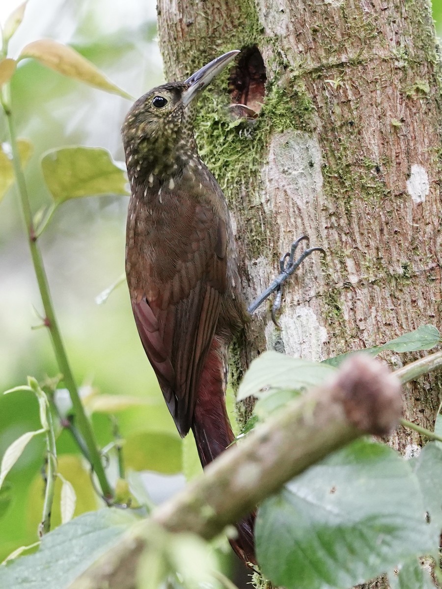 Spotted Woodcreeper - Carlos Ulate