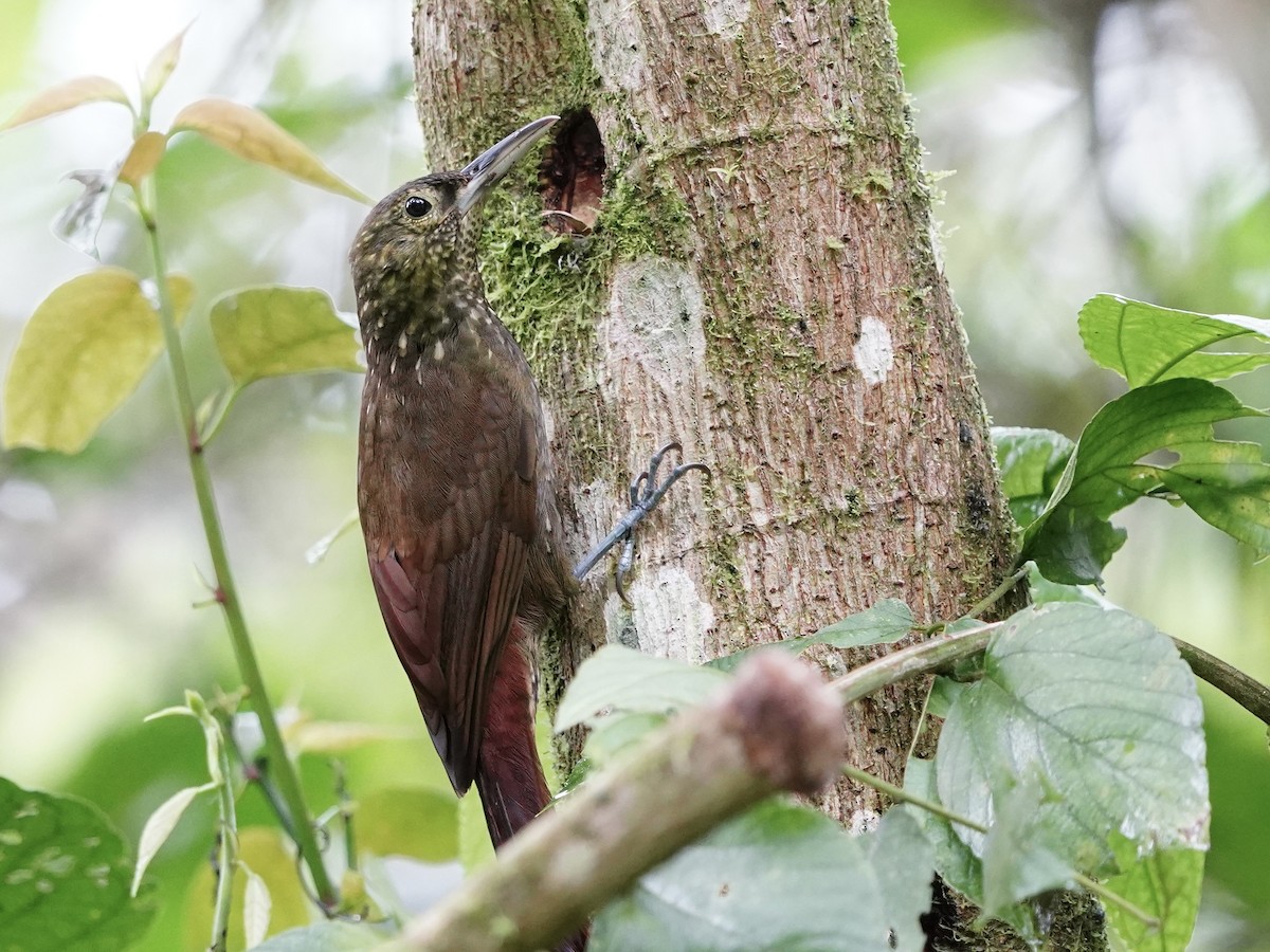 Spotted Woodcreeper - ML612936245
