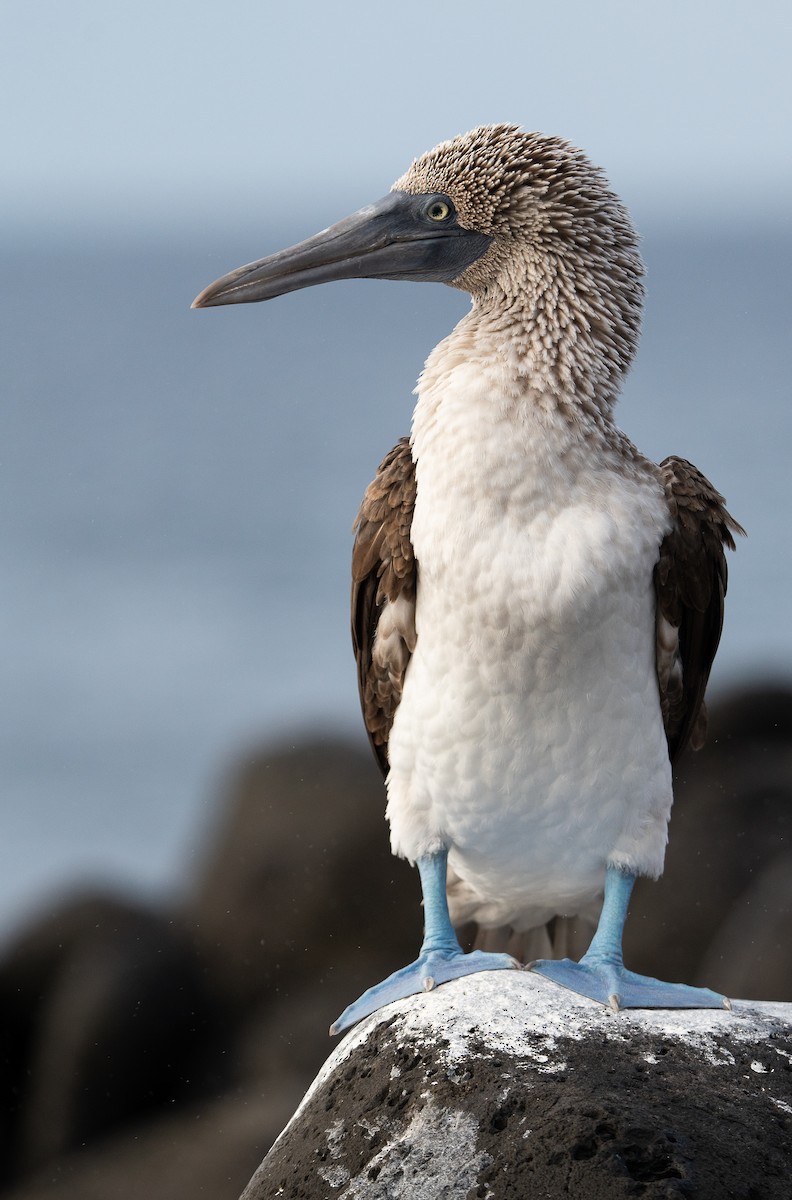 Blue-footed Booby - ML612936607