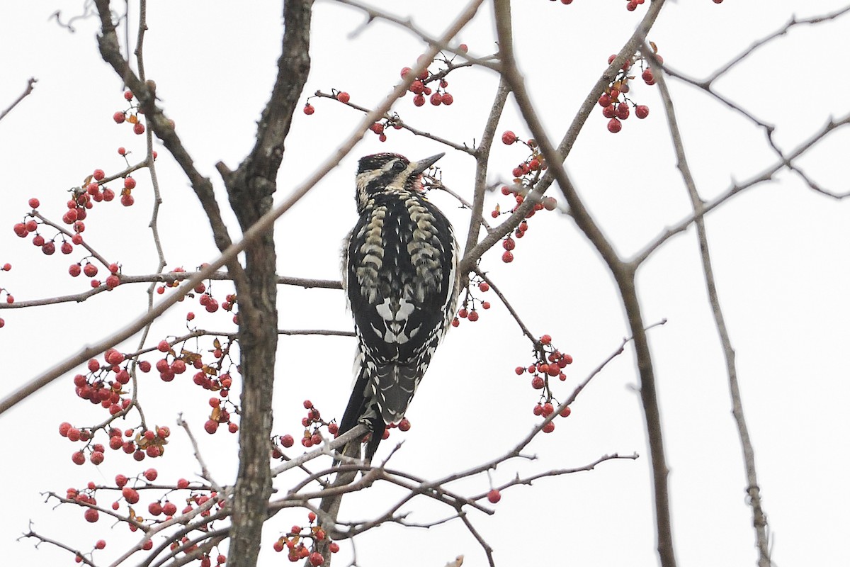 Pennsylvania Bird Atlas Checklist 1 Jan 2024 Marsh Creek SP 26   1200