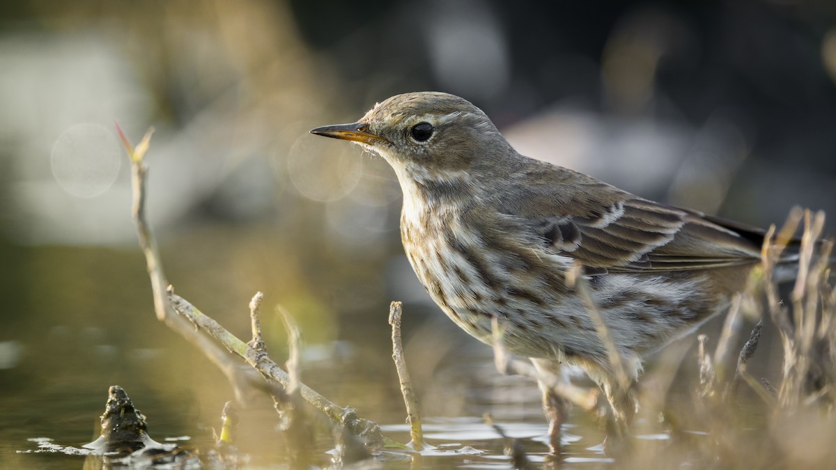Water Pipit - ML612936715