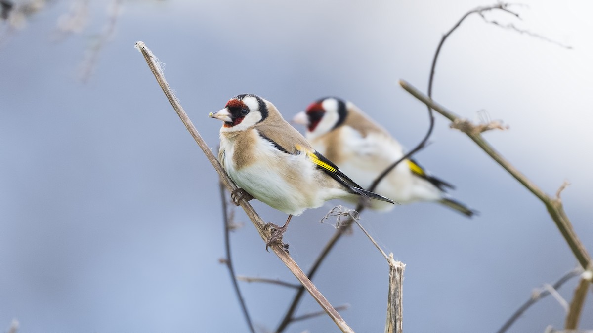 European Goldfinch - Alper Tüydeş