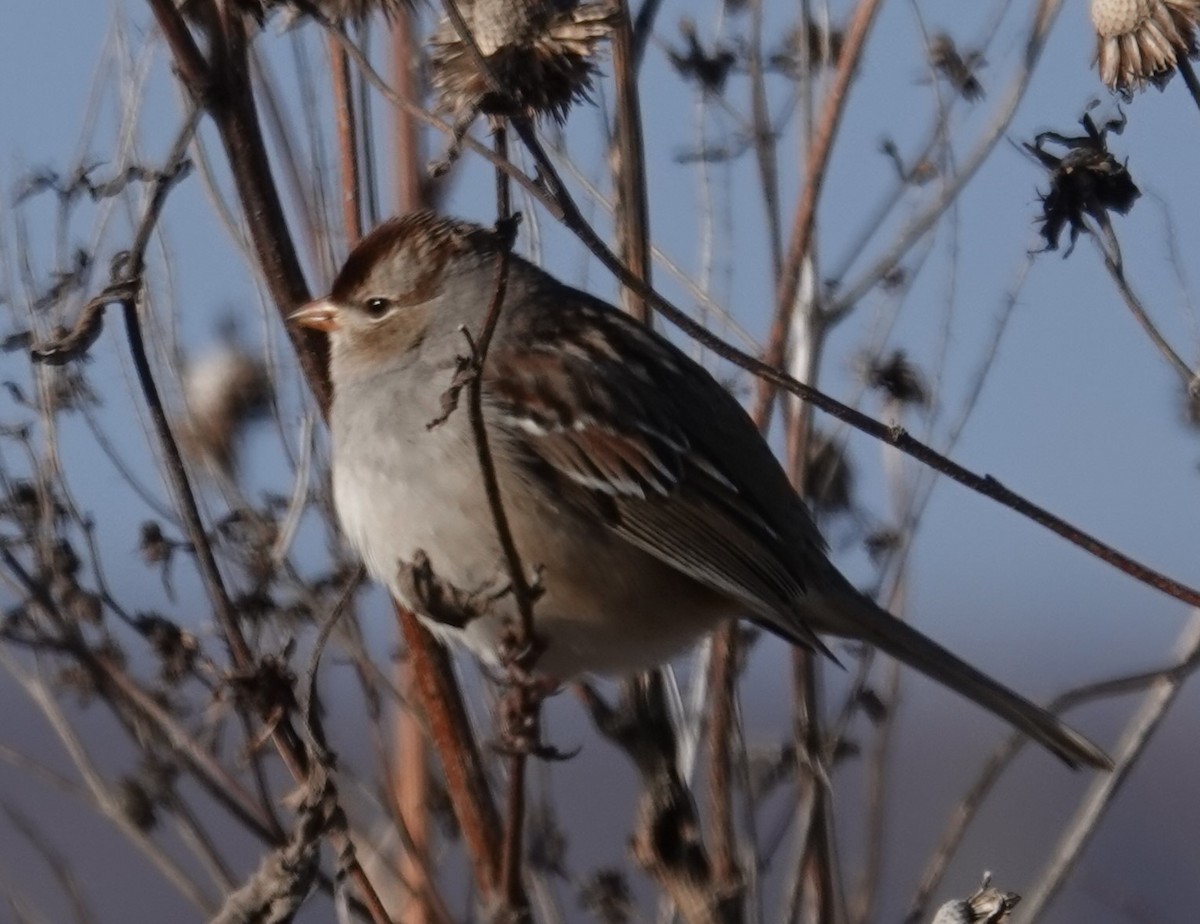 White-crowned Sparrow - ML612937239