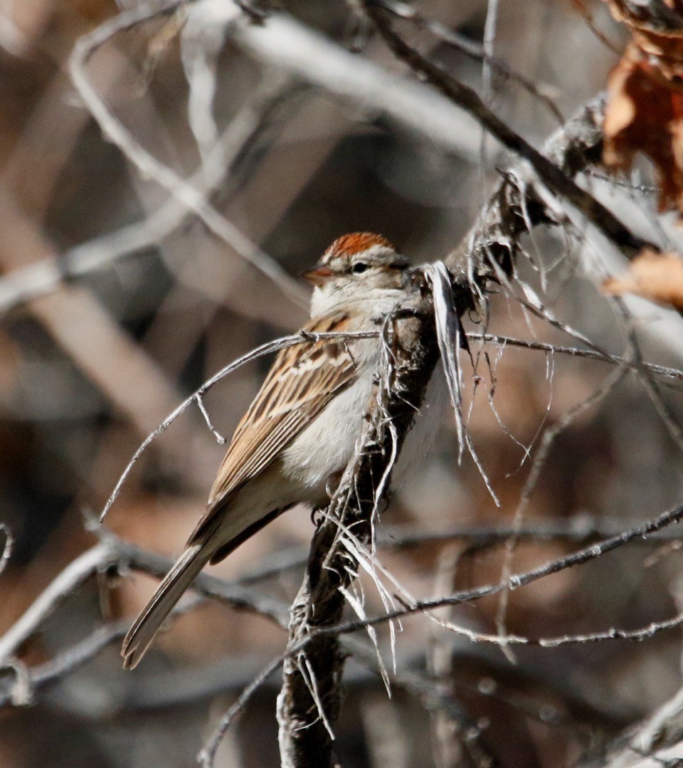 Chipping Sparrow - ML612937646
