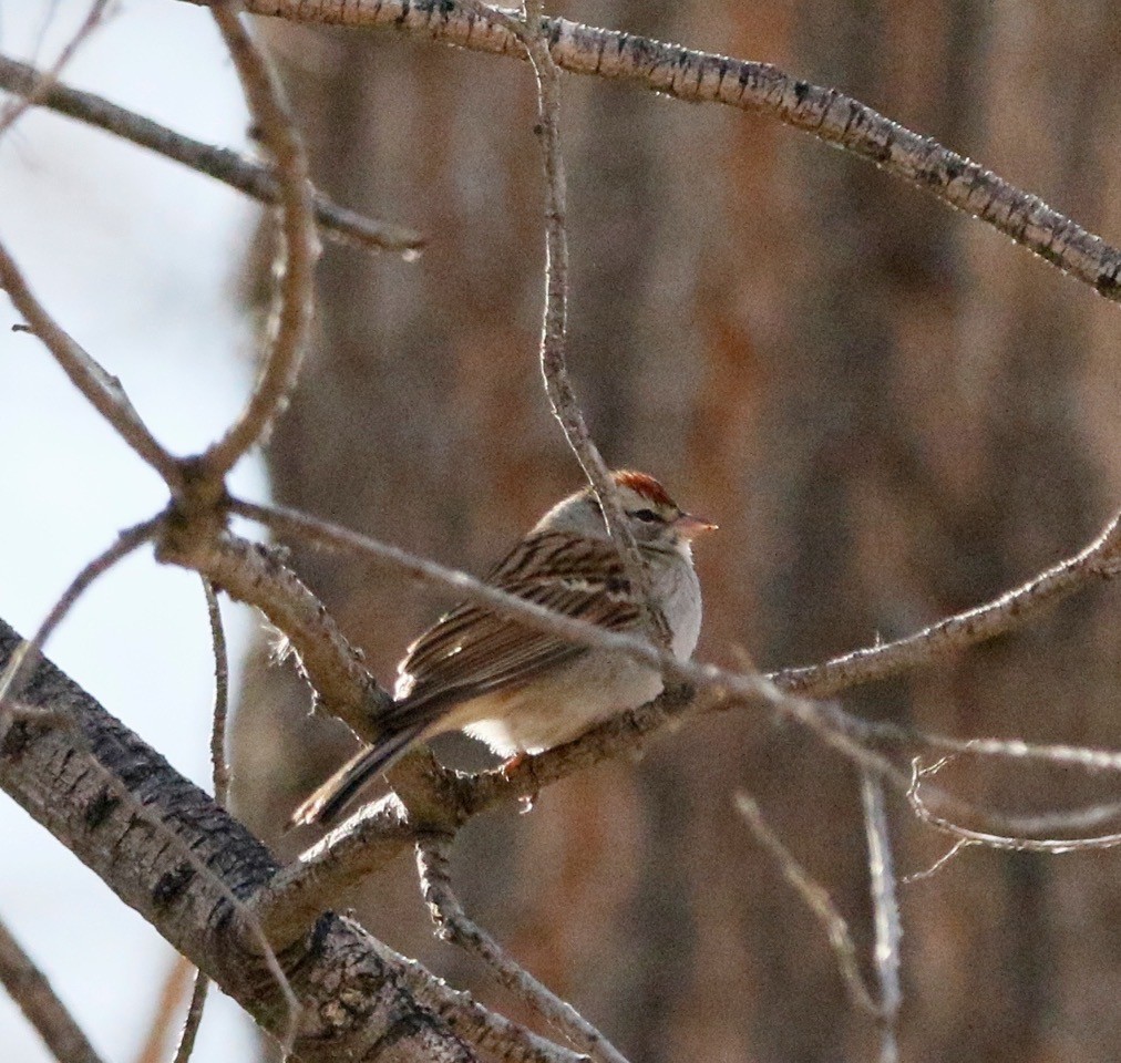 Chipping Sparrow - ML612937647