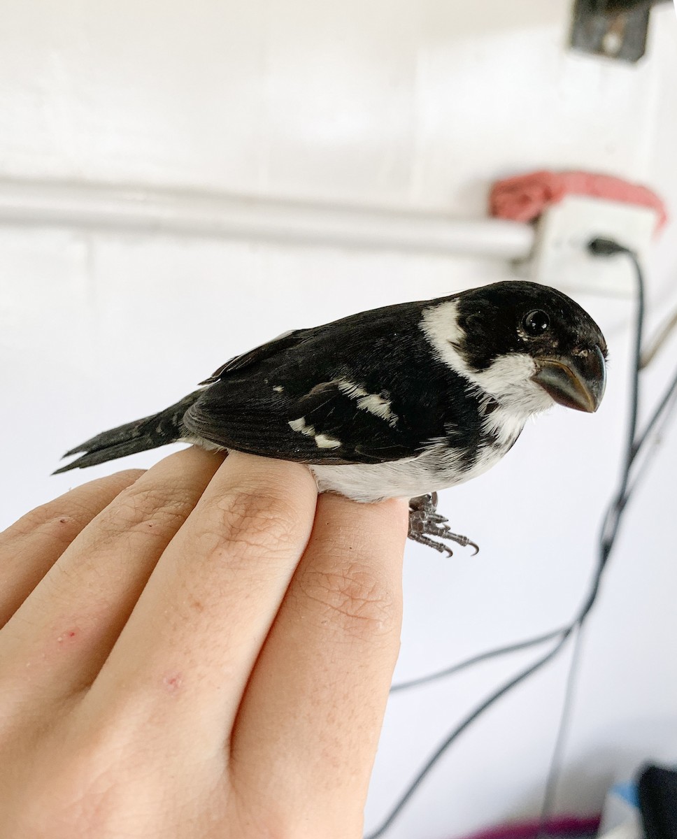 Wing-barred Seedeater (Caqueta) - ML612937688