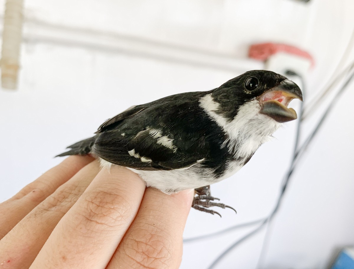 Wing-barred Seedeater (Caqueta) - ML612937690