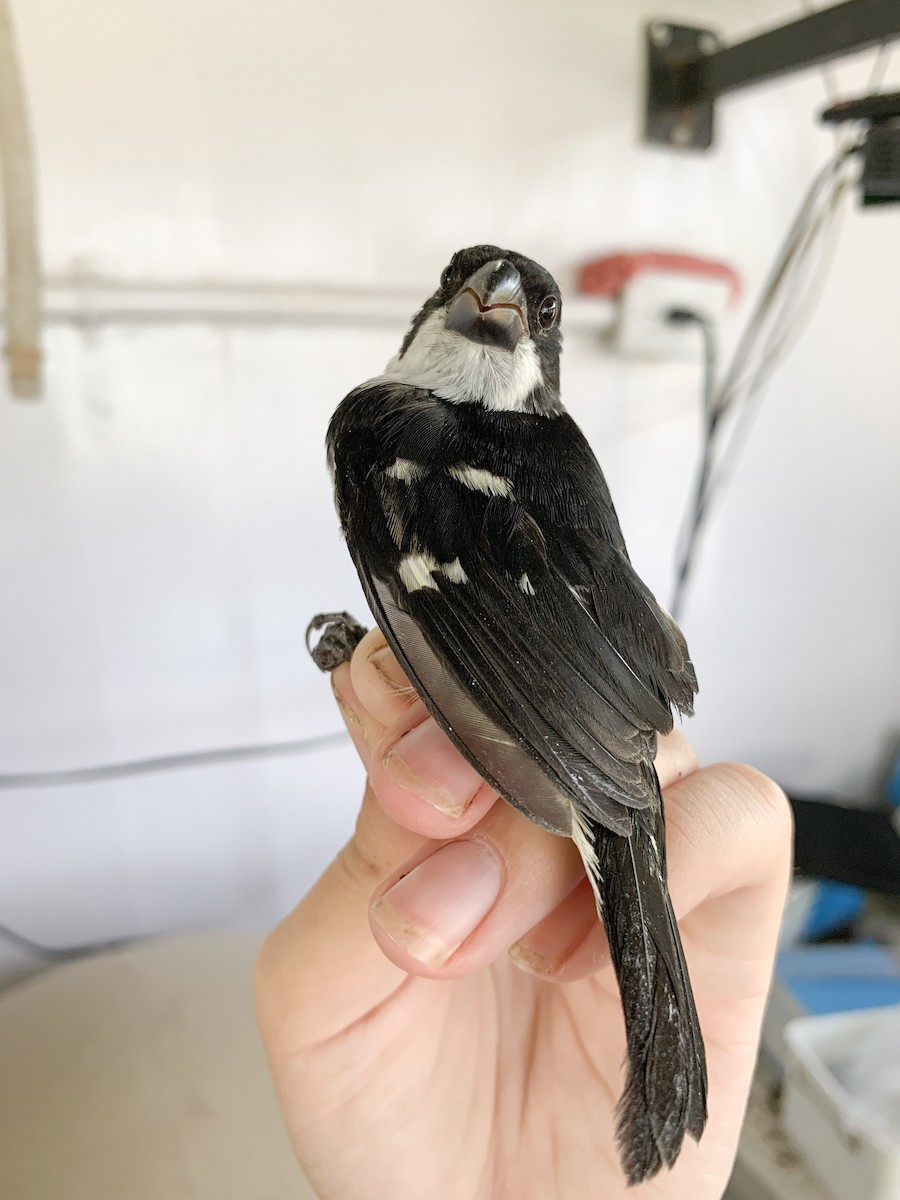 Wing-barred Seedeater (Caqueta) - ML612937692