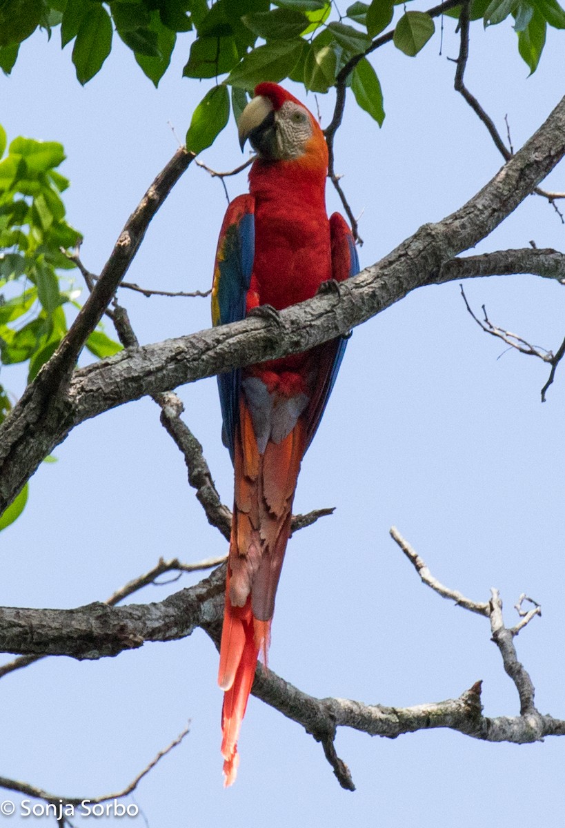 Scarlet Macaw - ML612938277