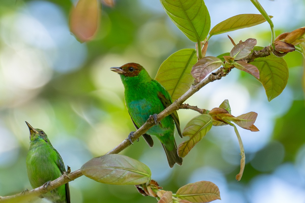 Rufous-winged Tanager - ML612938332