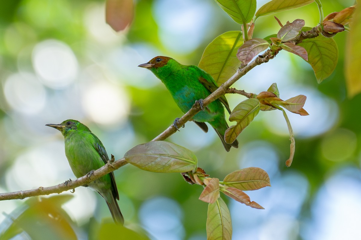 Rufous-winged Tanager - ML612938334