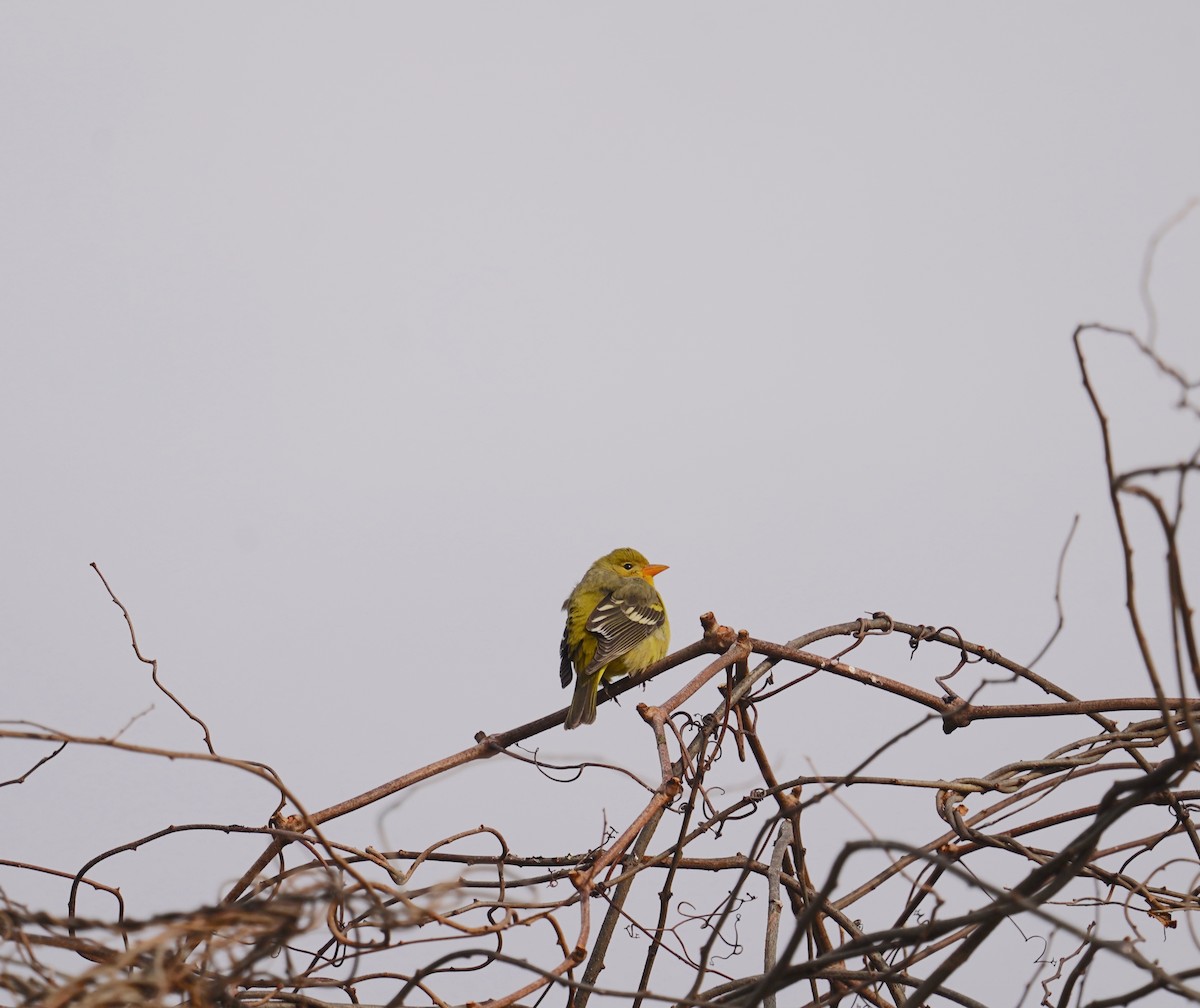 Western Tanager - Louis Dentiste