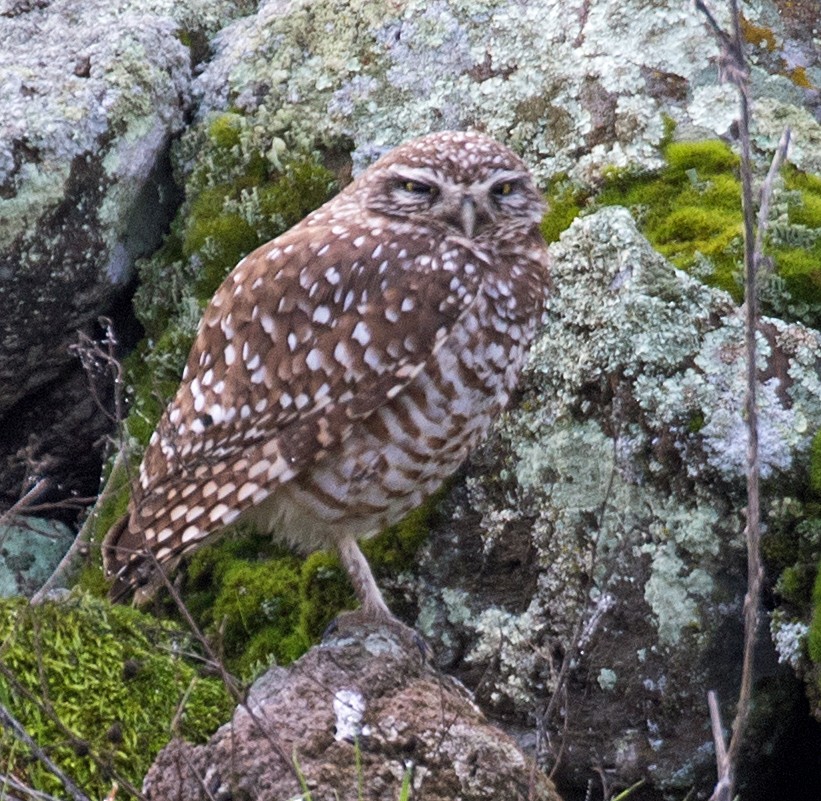 Burrowing Owl - ML612938492