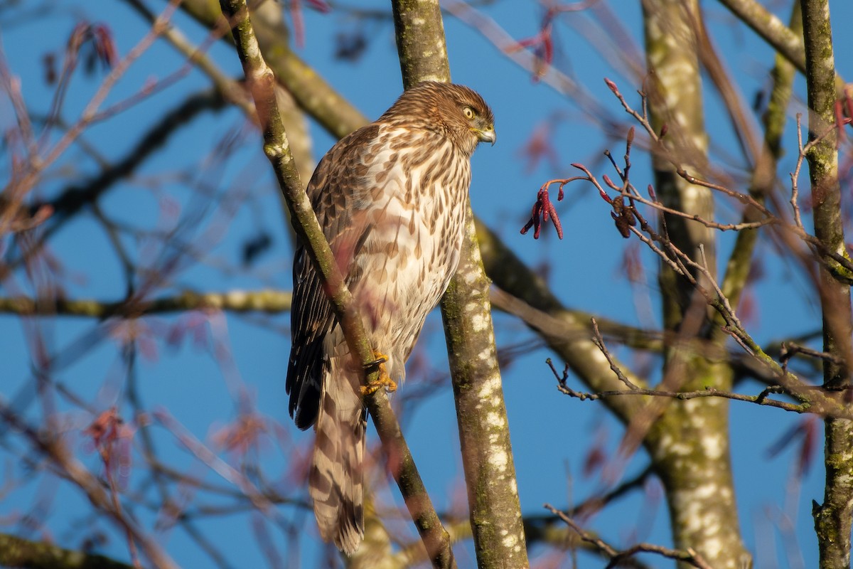 Cooper's Hawk at Abbotsford--Willband Creek Park by Chris McDonald