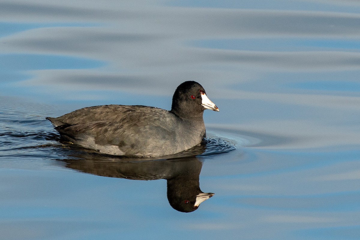 American Coot at Abbotsford--Willband Creek Park by Chris McDonald