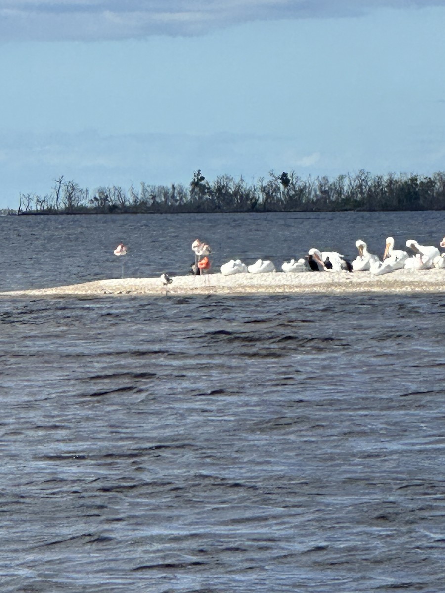 eBird Checklist 1 Jan 2024 Skimmer Island 30 species