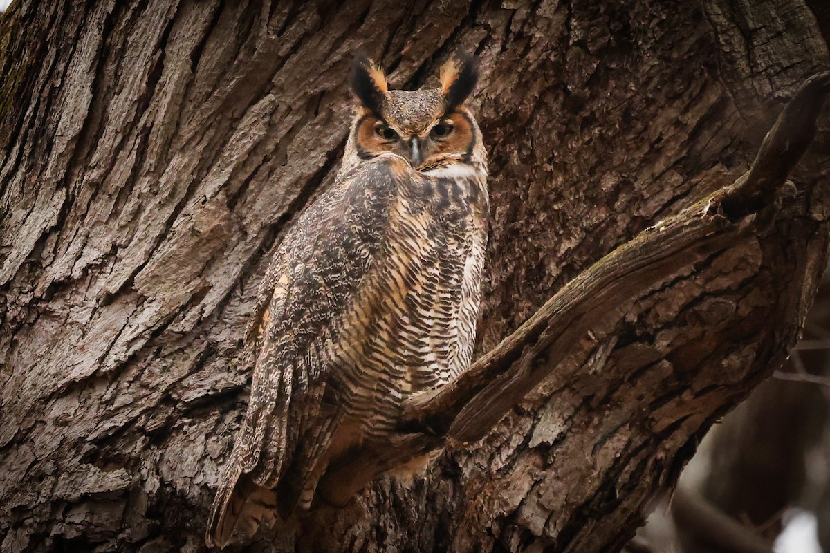 Great Horned Owl - ML612939268