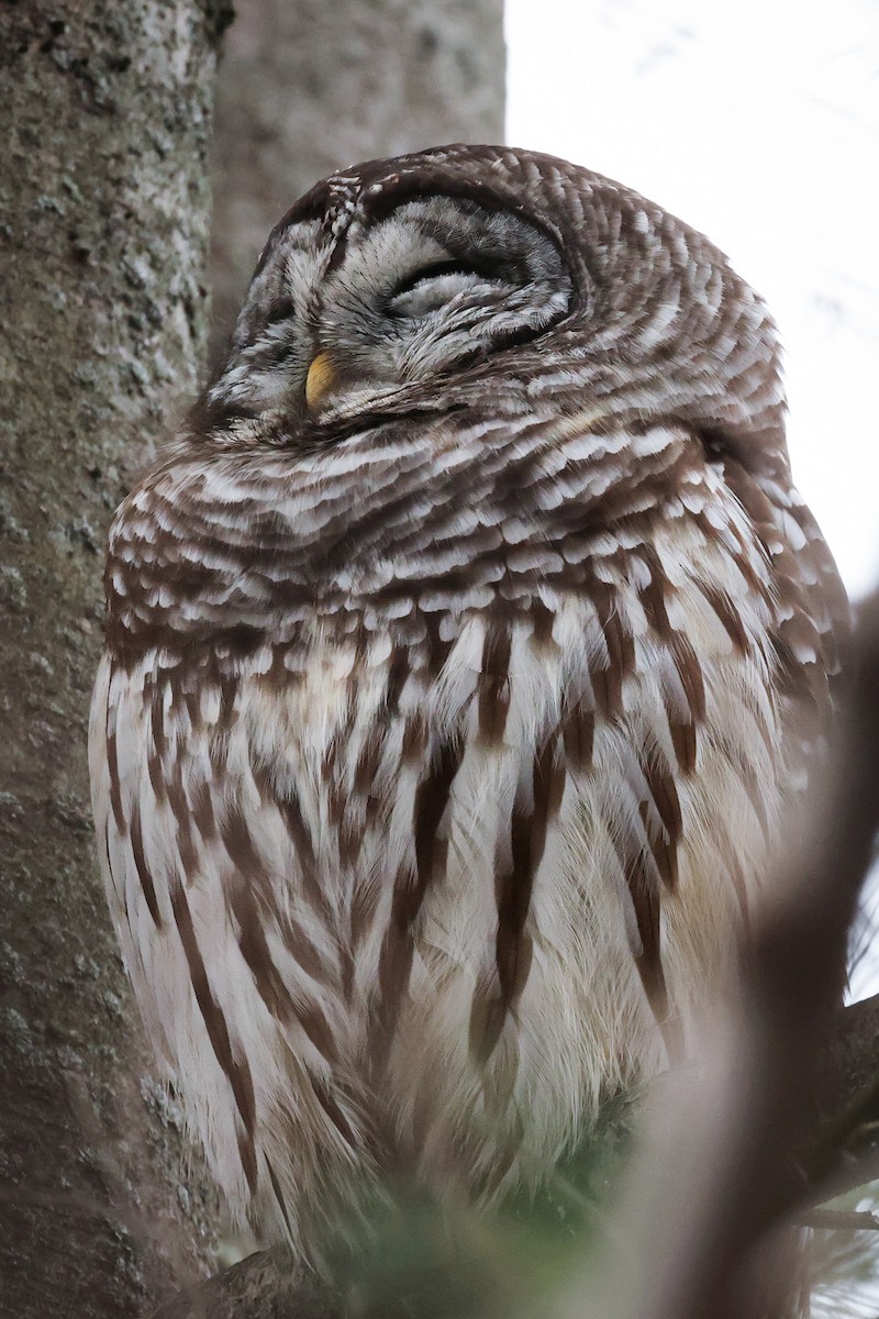 Barred Owl - ML612939331