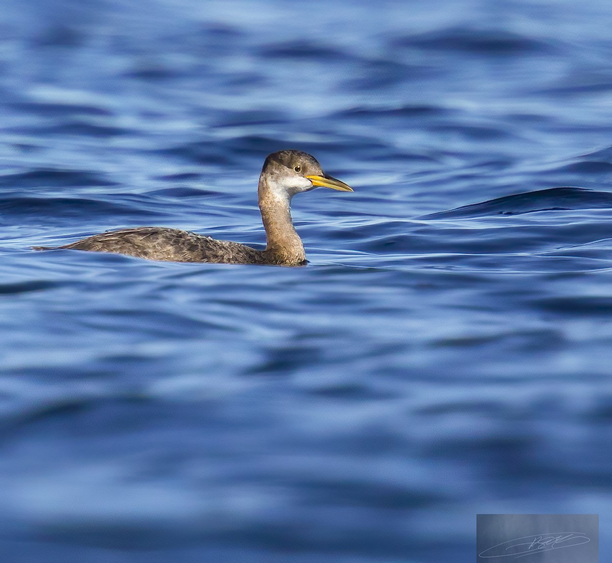 Red-necked Grebe - ML612939424