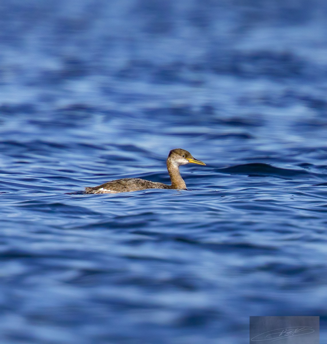 Red-necked Grebe - ML612939426