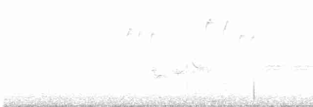 Amerika Çütresi (purpureus) - ML612939623