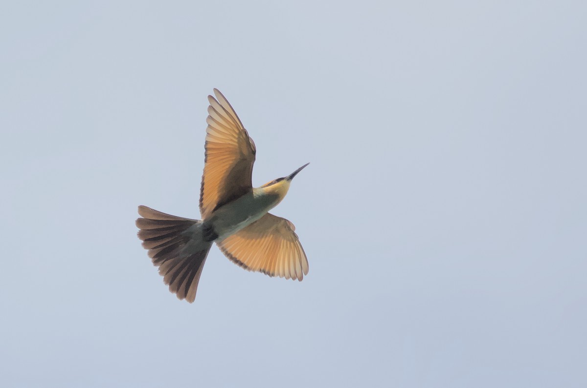 Rainbow Bee-eater - ML612939656