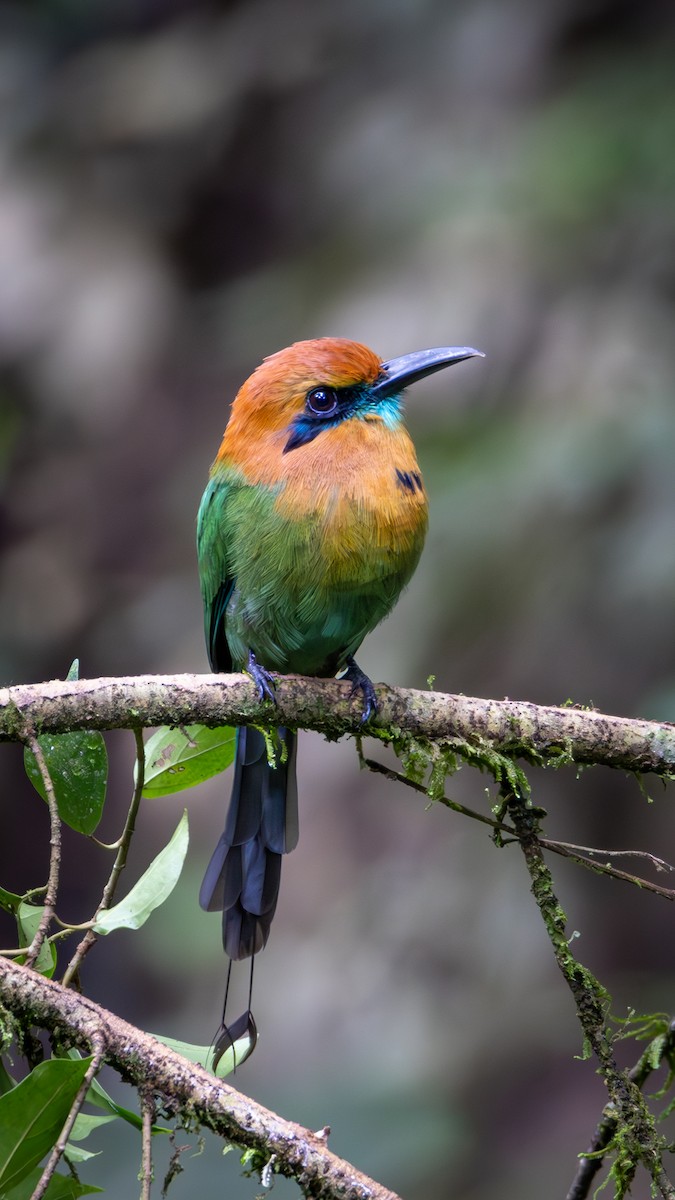 Broad-billed Motmot - ML612939697