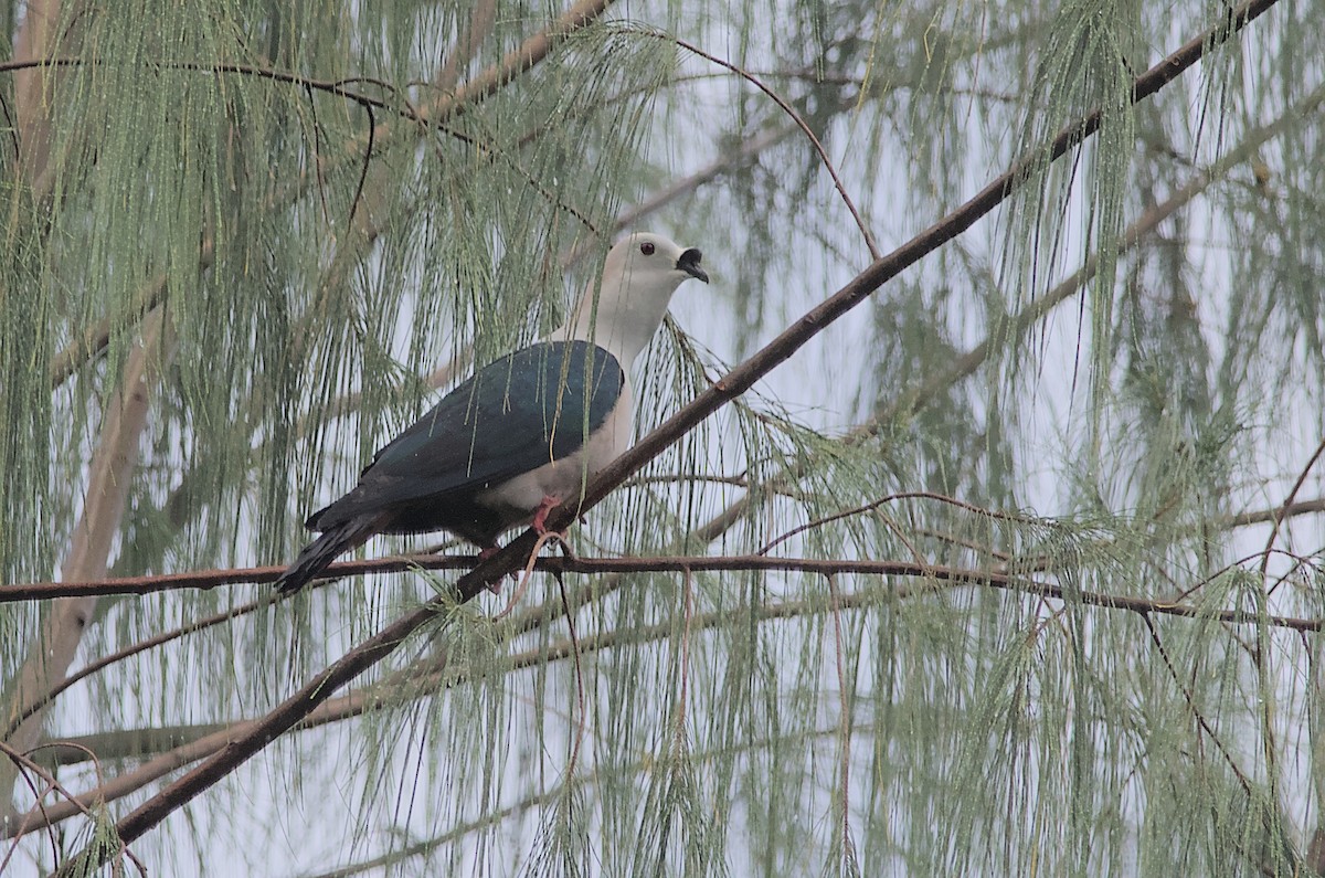 Spice Imperial-Pigeon - ML612939740