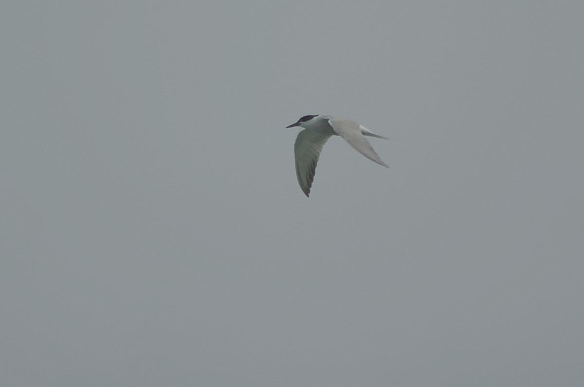 Common Tern - ML612939894