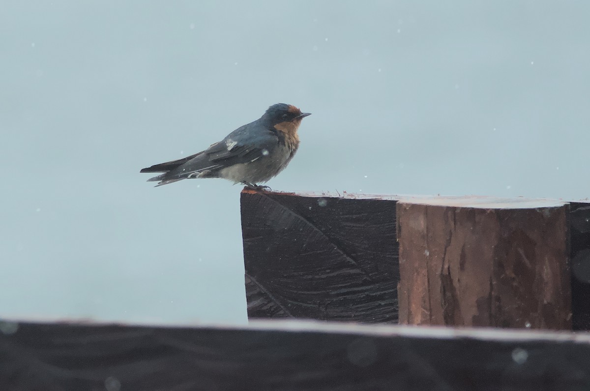 Pacific Swallow - ML612939983