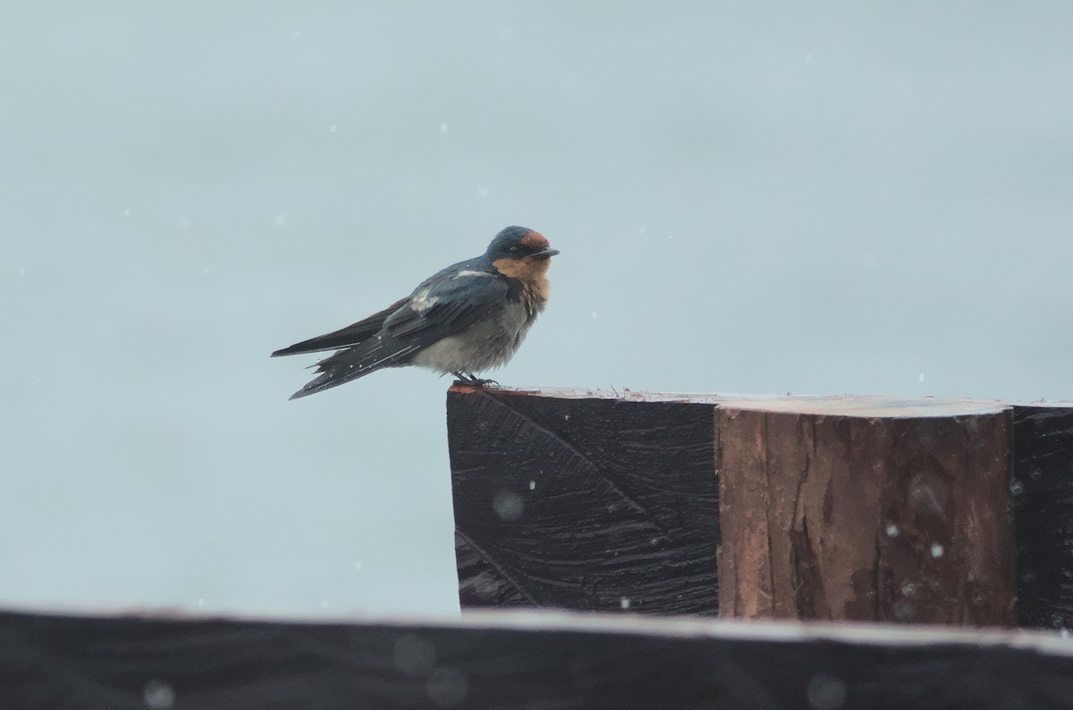 Pacific Swallow - ML612939984