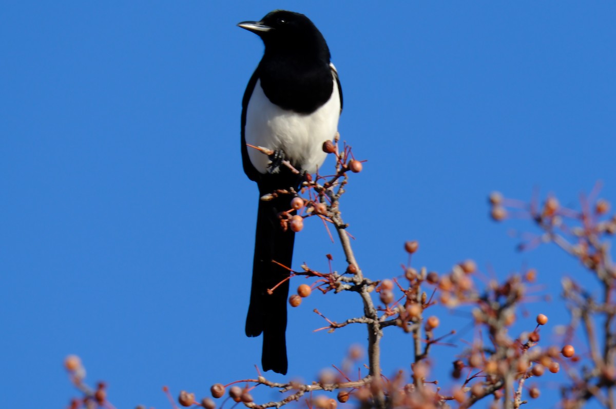 EBird Checklist 1 Jan 2024 The Avenues Neighborhood 5 Species   1200