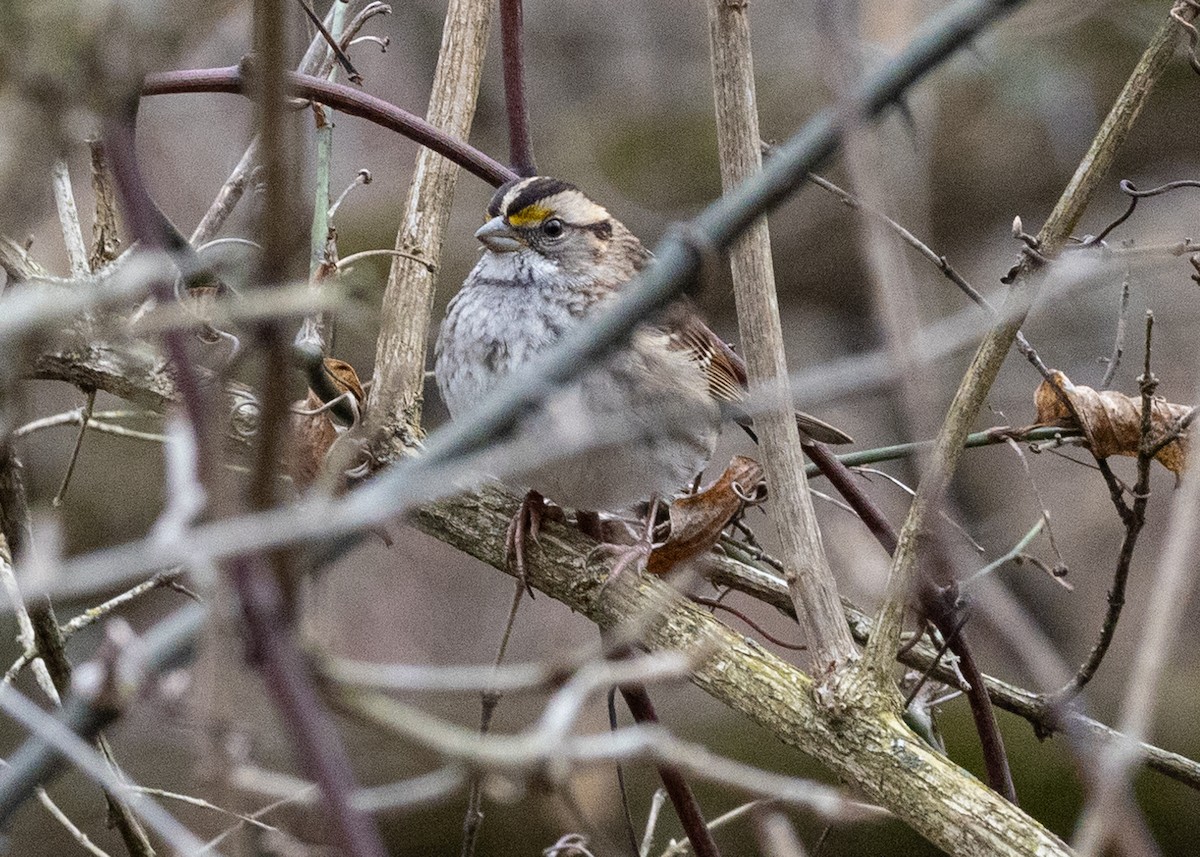 White-throated Sparrow - ML612940231