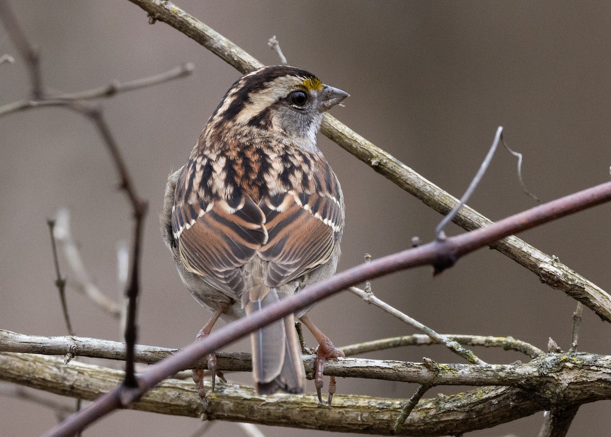 White-throated Sparrow - ML612940232