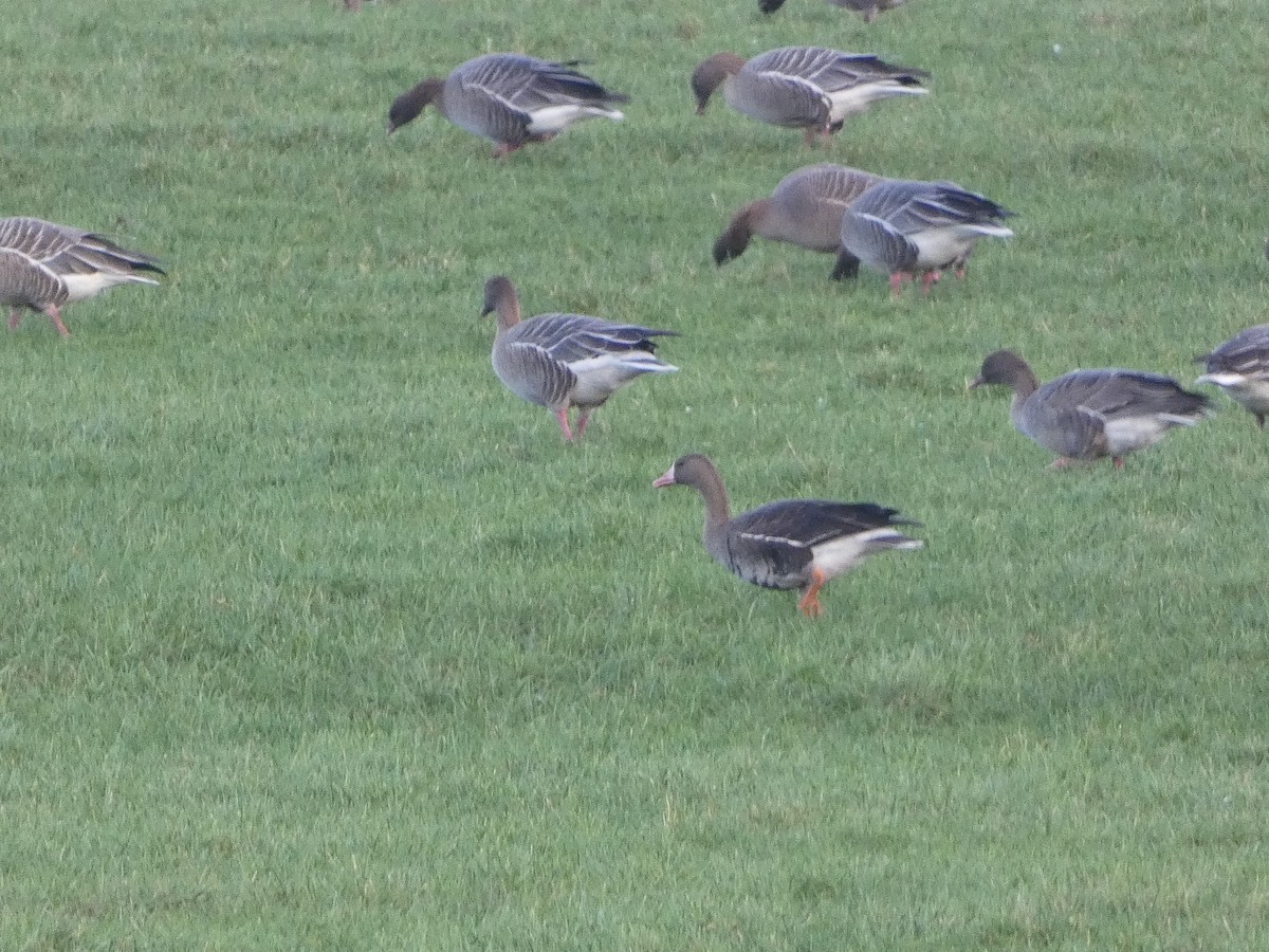 Greater White-fronted Goose - ML612940276