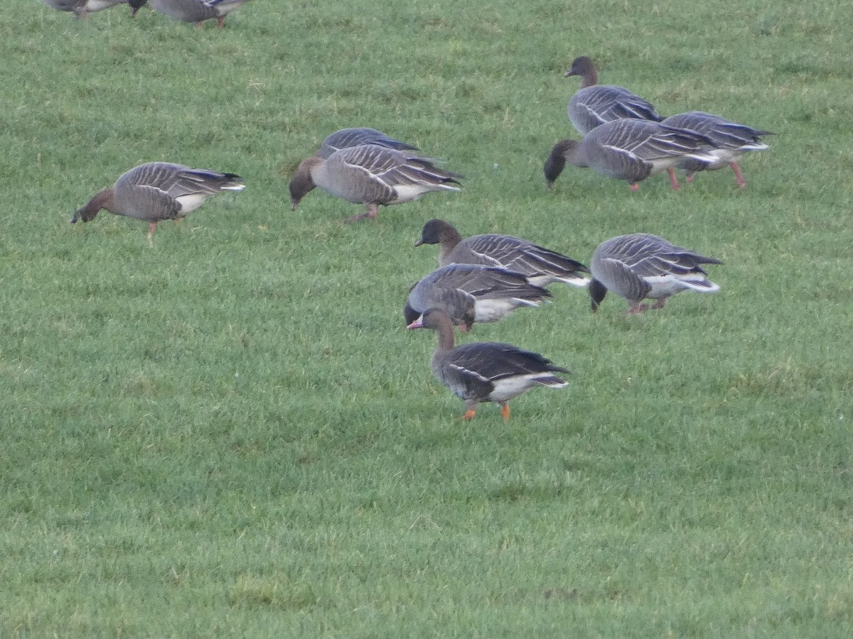 Greater White-fronted Goose - ML612940277